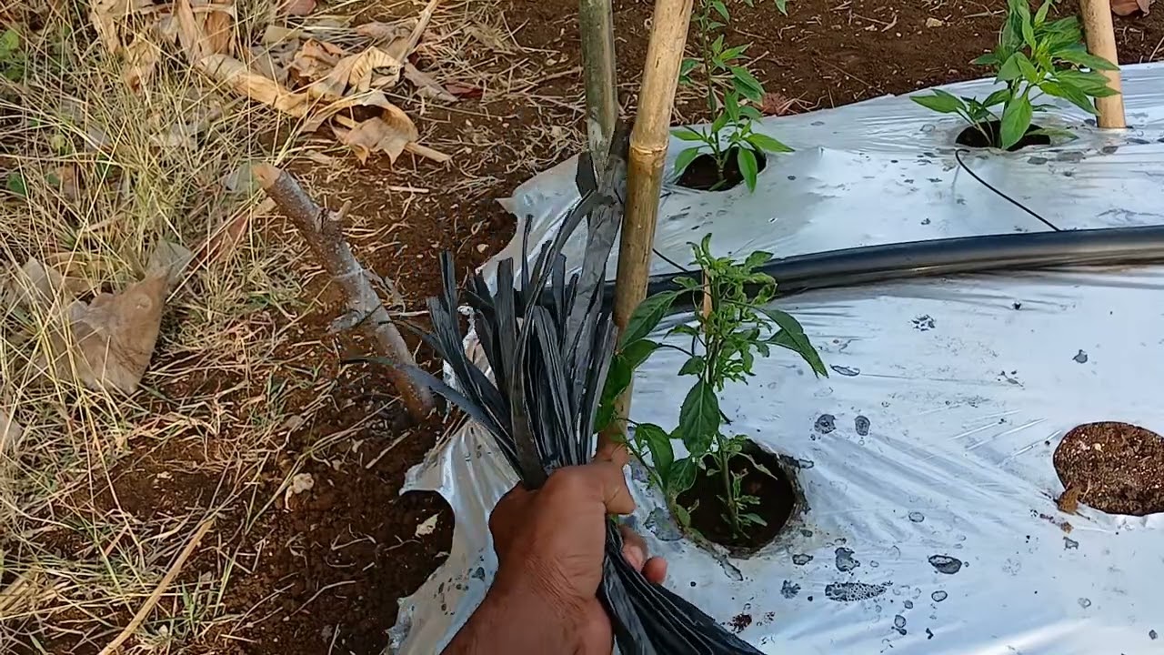 Cara Menali Cabe Kelanjaran