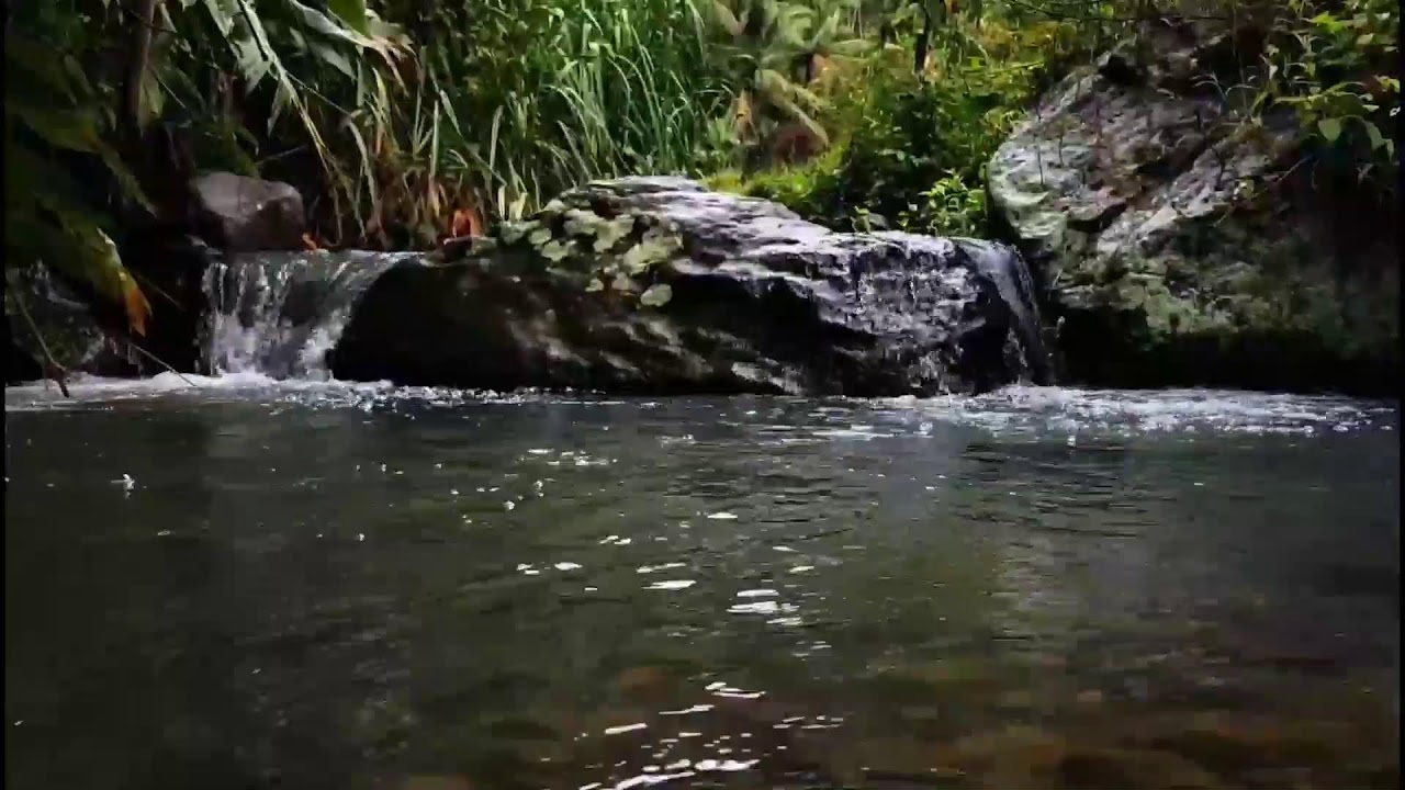 Peaceful Forest River 🌊 Live Water Sounds for Deep Sleep, Relaxation & Focus