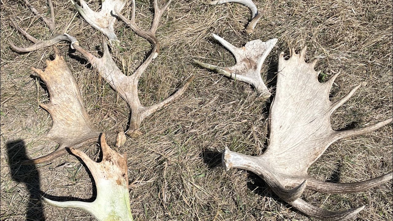 Shed Hunting 2025! [Massive Brown Moose Paddles!]