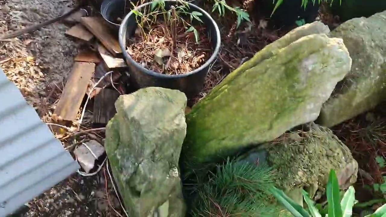  Bonsai Work on my Pine Tree ✂️ 🌳 