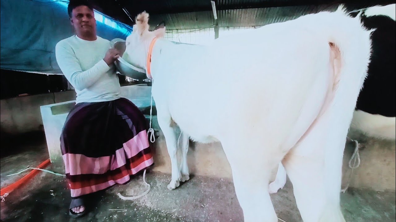 আমার দেখা সেরা হলেস্টিয়ান ফ্রিজিয়ান বকনা রায়হান ভাইয়ের সুপার ডুপার কালেকশন 