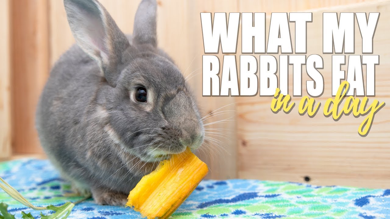 WHAT MY RABBITS EAT IN A DAY