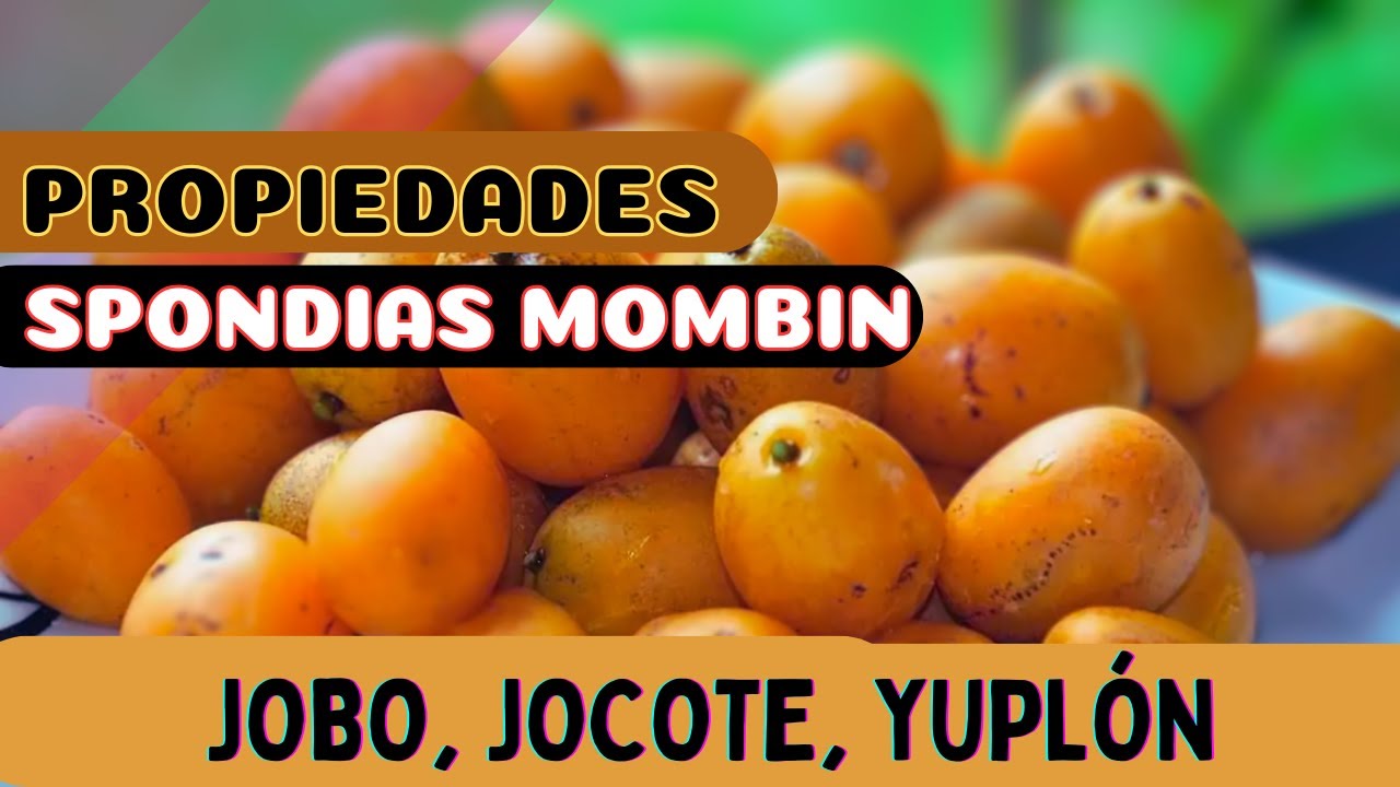 Propiedades del Jobo, Jocote, ubos o yuplón