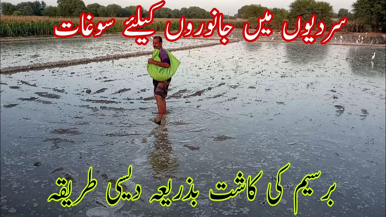 Berseem ki kasht | Barseem ki kasht ka terika | جانوروں کیلئے چارےکا انتظام | M A Bukhari vlog