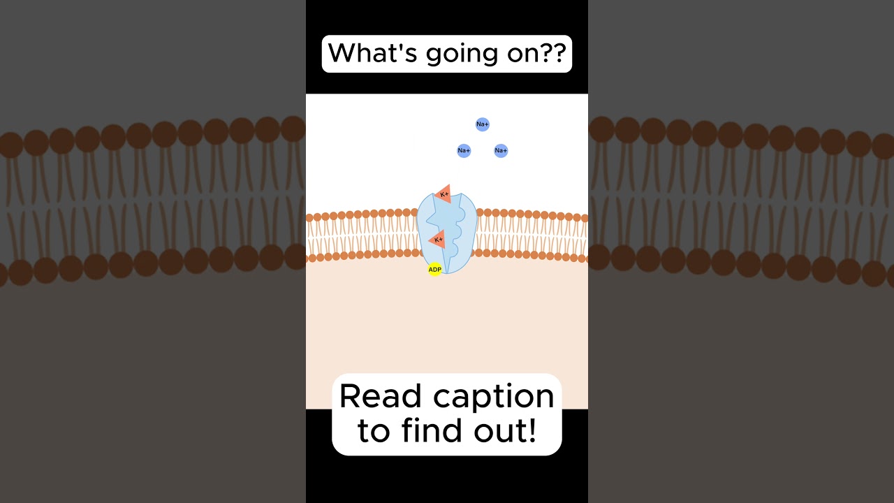Sodium Potassium Pump (more info in description) 