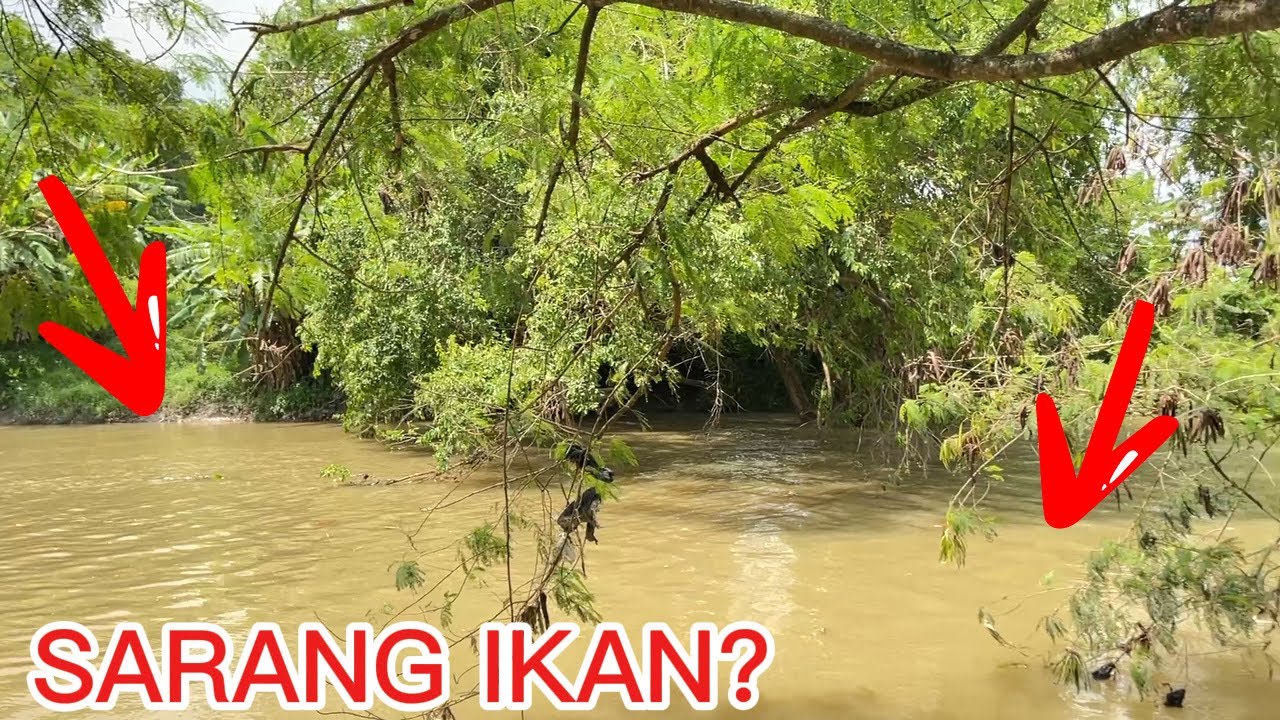 MANDATORY MANCING KALO LIAT SPOT GINI! [Part 17]