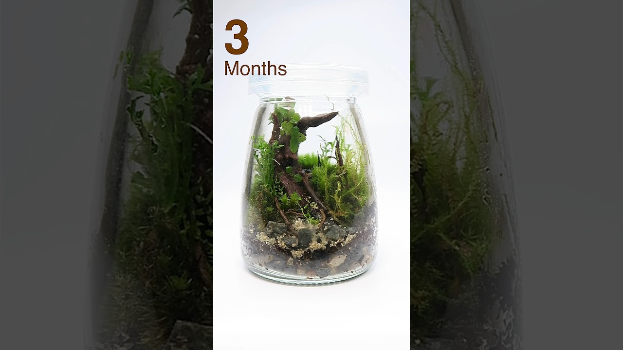 Mini scaped terrarium 3 months update