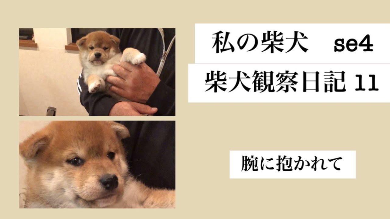 私の柴犬 se4 柴犬 柴犬観察日記 11 腕に抱かれて