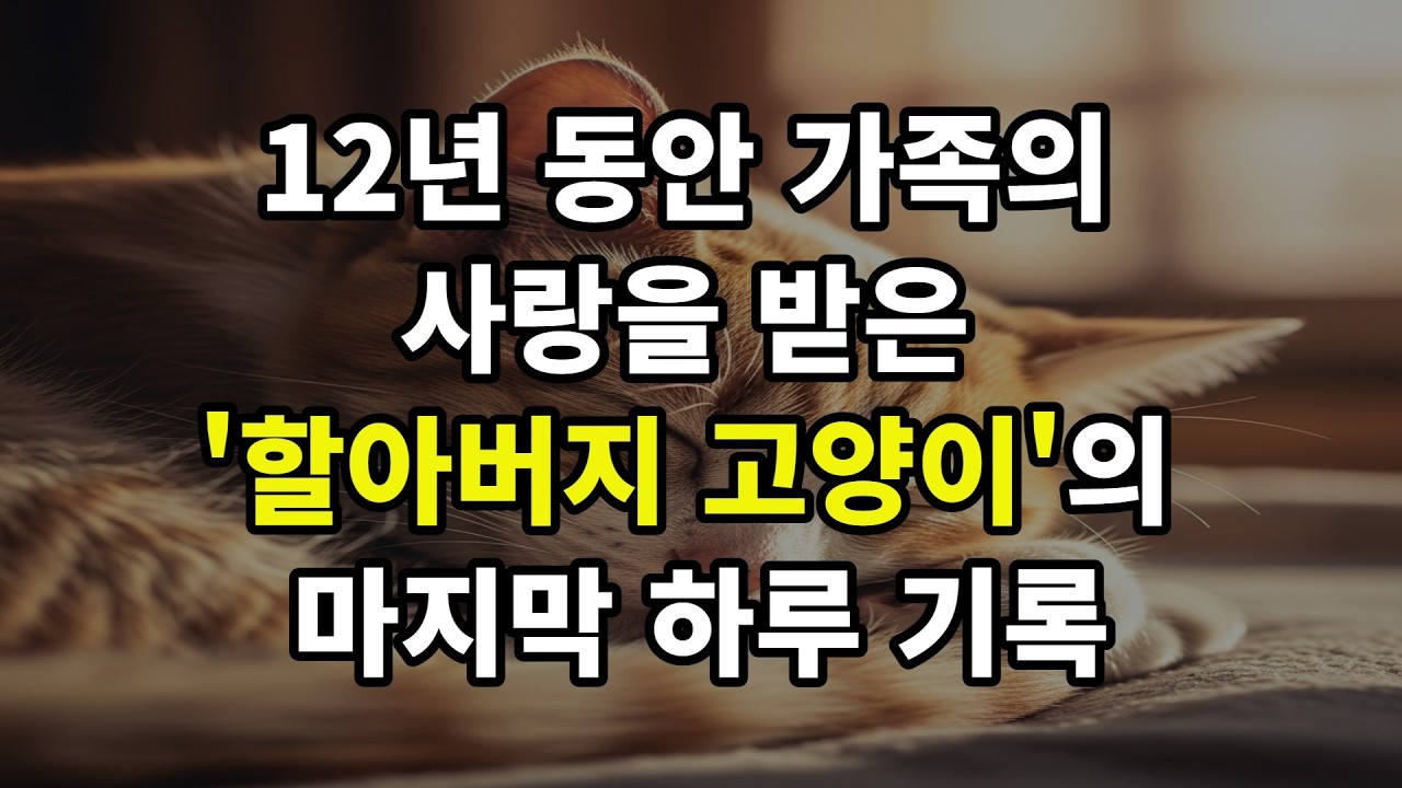 할아버지 고양이의 마지막 하루