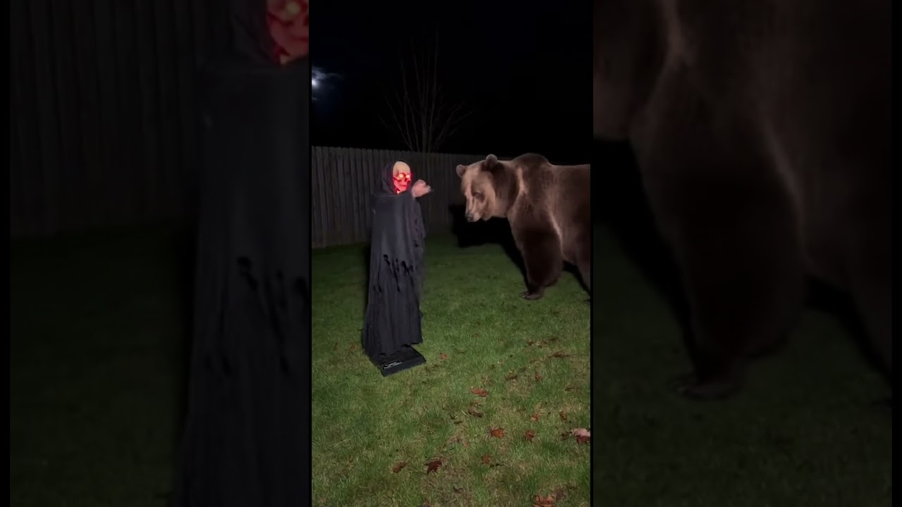 Funny bear reaction,Grim Reaper Decoration🐻🤣 