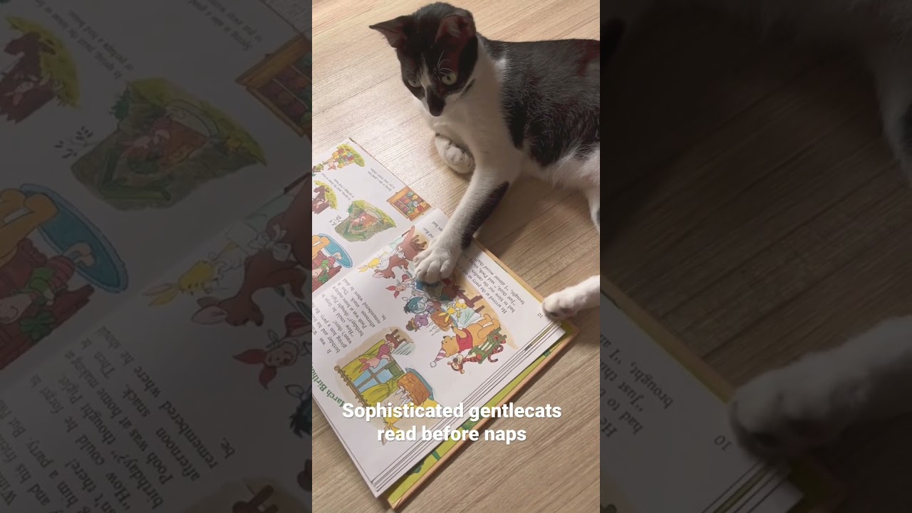Cat reading story book