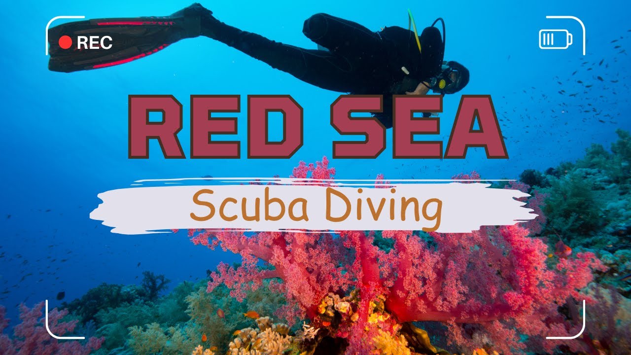🤿 Red Sea Diving Safari, Egypt | Coral Reefs, Shipwrecks & Night Dives🐠