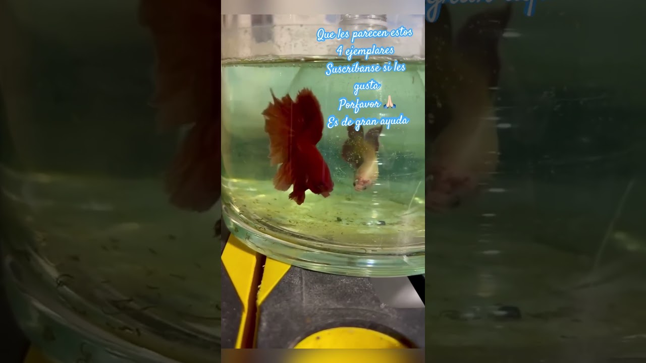 Hermosos Bettas #bettashorts #fish #animals #acuariofilia #bluebettafish #viral #bettashow #peces