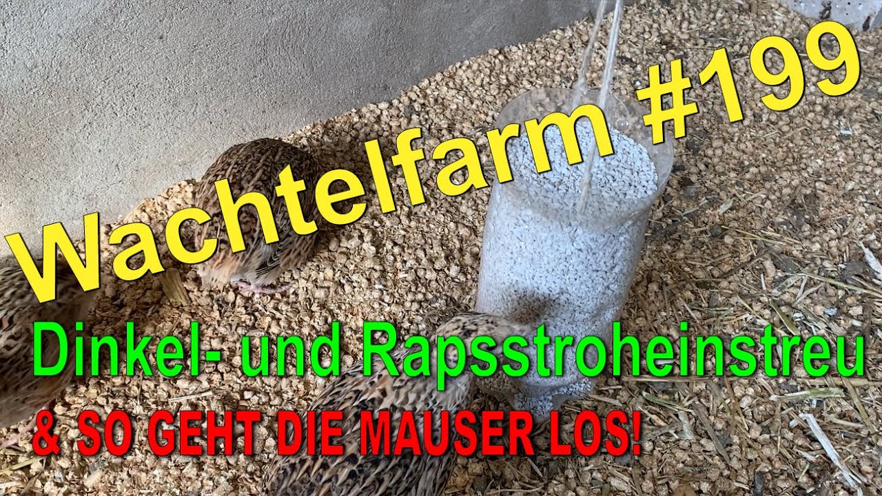 Perfekte Einstreu für mich & Daran erkennst Du die beginnende Mauser bei Wachteln - Wachtelfarm #199