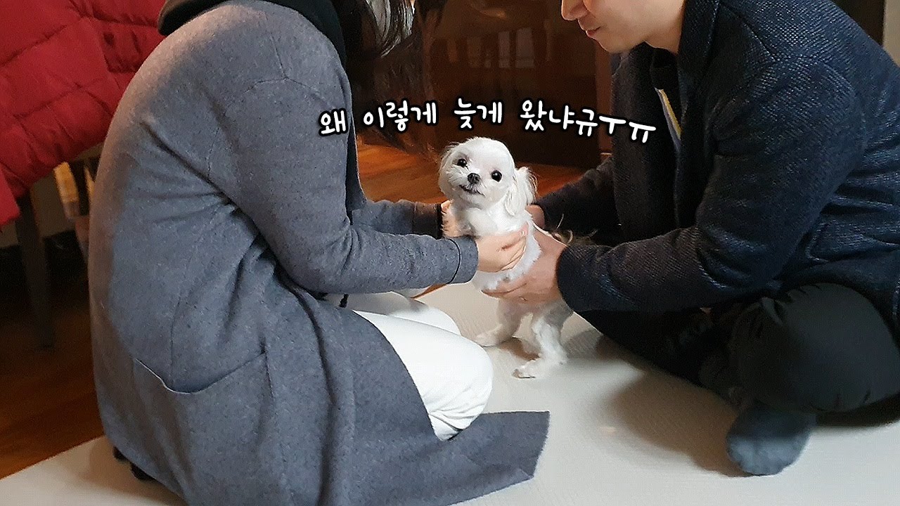 하루만에 주인 만난 강아지의 서러운 반응 ㅠㅠ