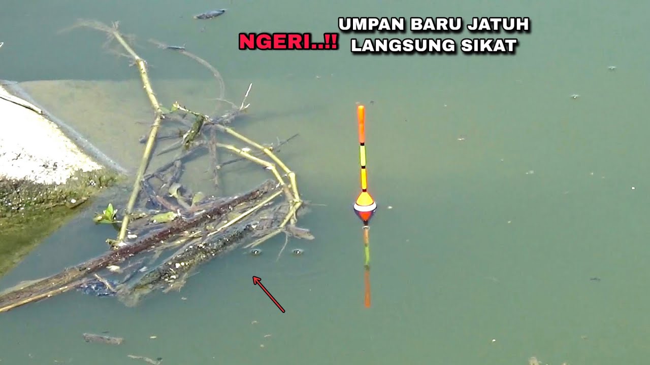 Gacor..! Mancing spot liaran yang di huni ikan nila babon 