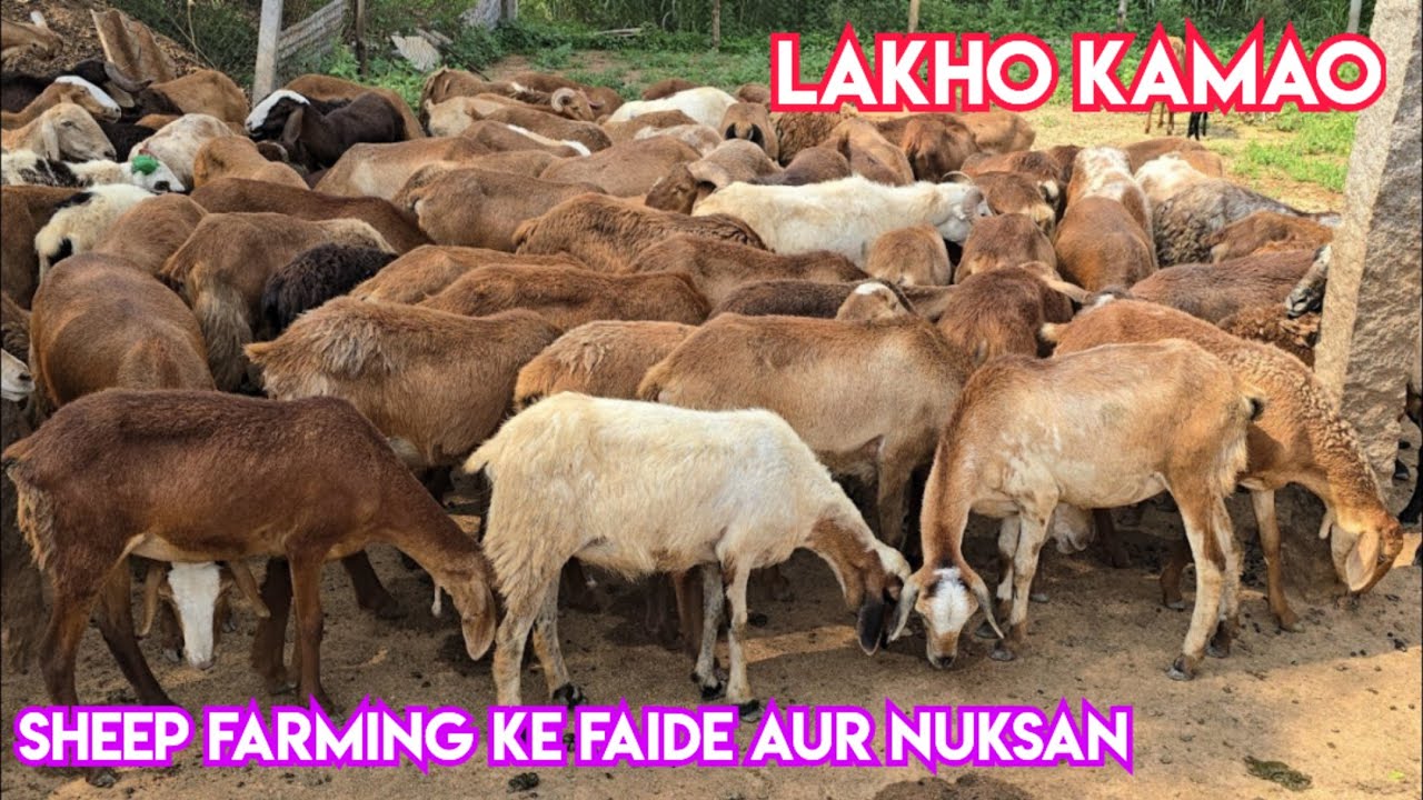 Alina Sheep's & goat farm breeding setup | how to start goat farming | Sheep farming in Hyderabad