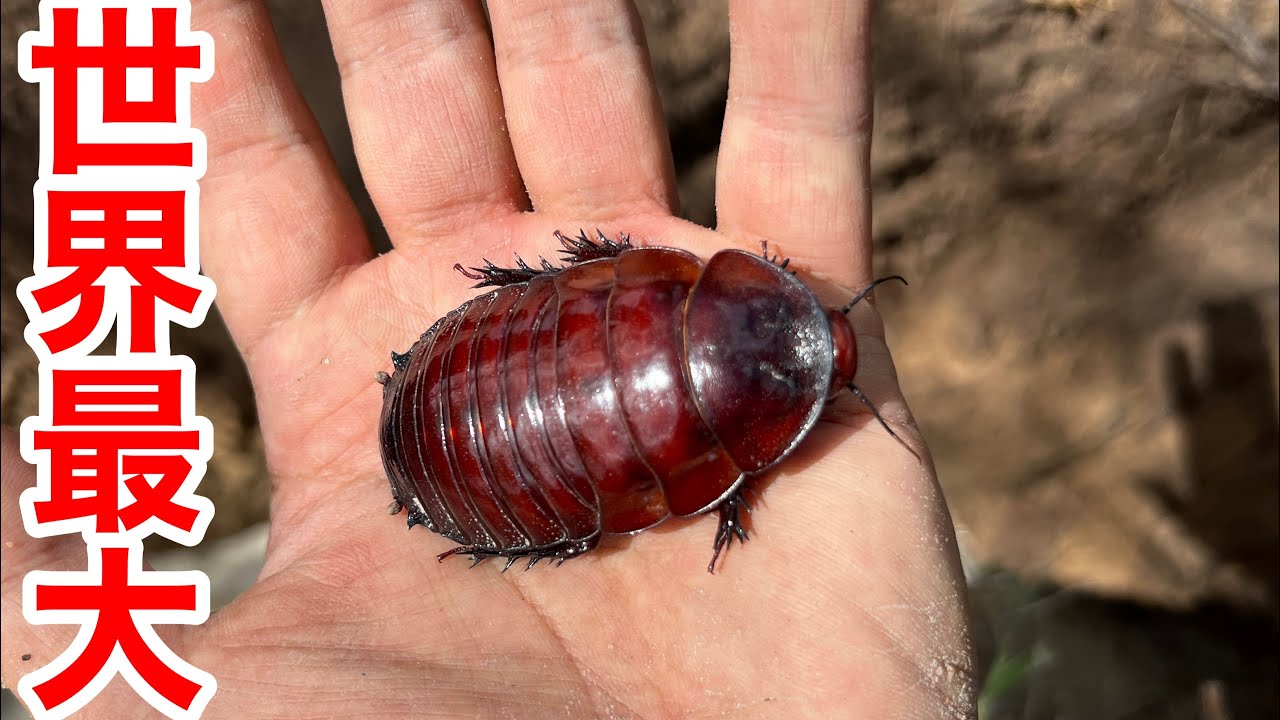オーストラリアの森で世界最大のゴキブリ、ヨロイモグラゴキブリを捕獲！