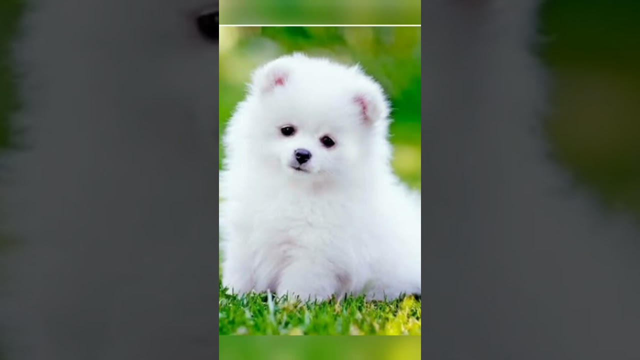 cute dog ki photo💯 🥰😘😎