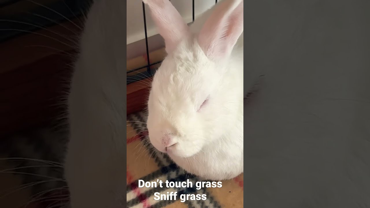Don’t touch grass, sniff grass 