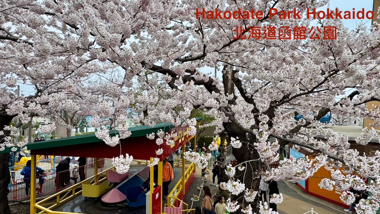 Seasonal Scenery Cherry Blossom Hakodate Park 季節限定櫻花滿開函館公園