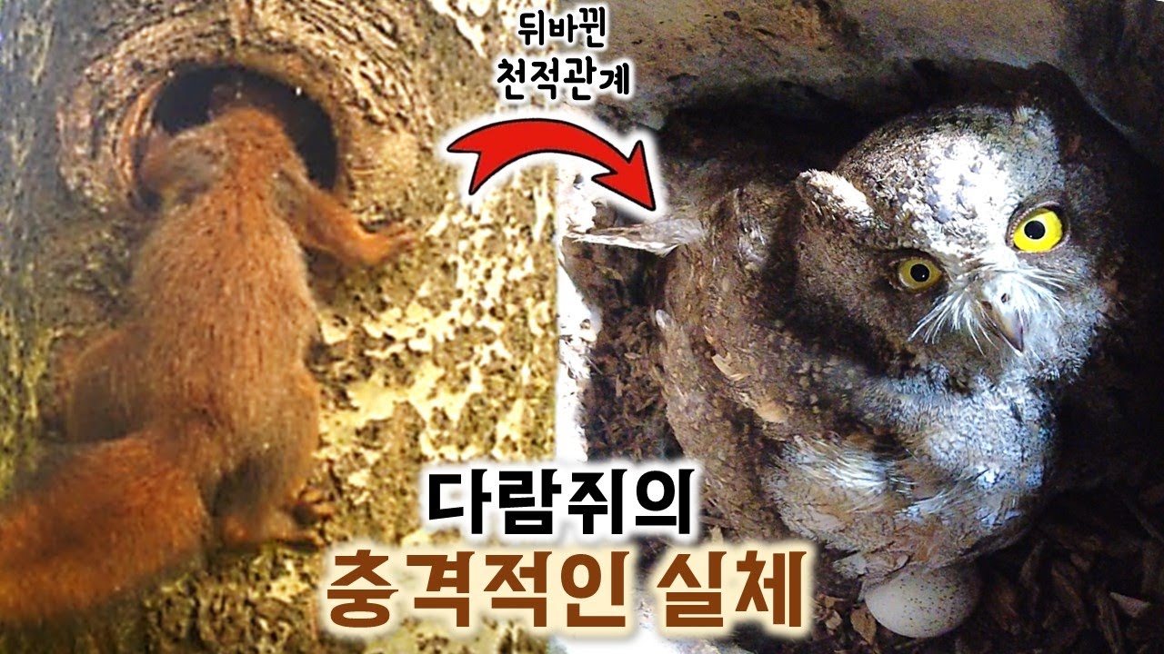 천적인 소쩍새 둥지까지 ㄷㄷ 다람쥐의 충격적인 실체!! The shocking reality of squirrels
