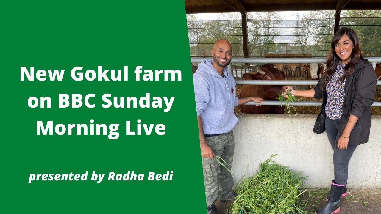 Bhaktivedanta Manor's New Gokul dairy farm on BBC Sunday Morning Live