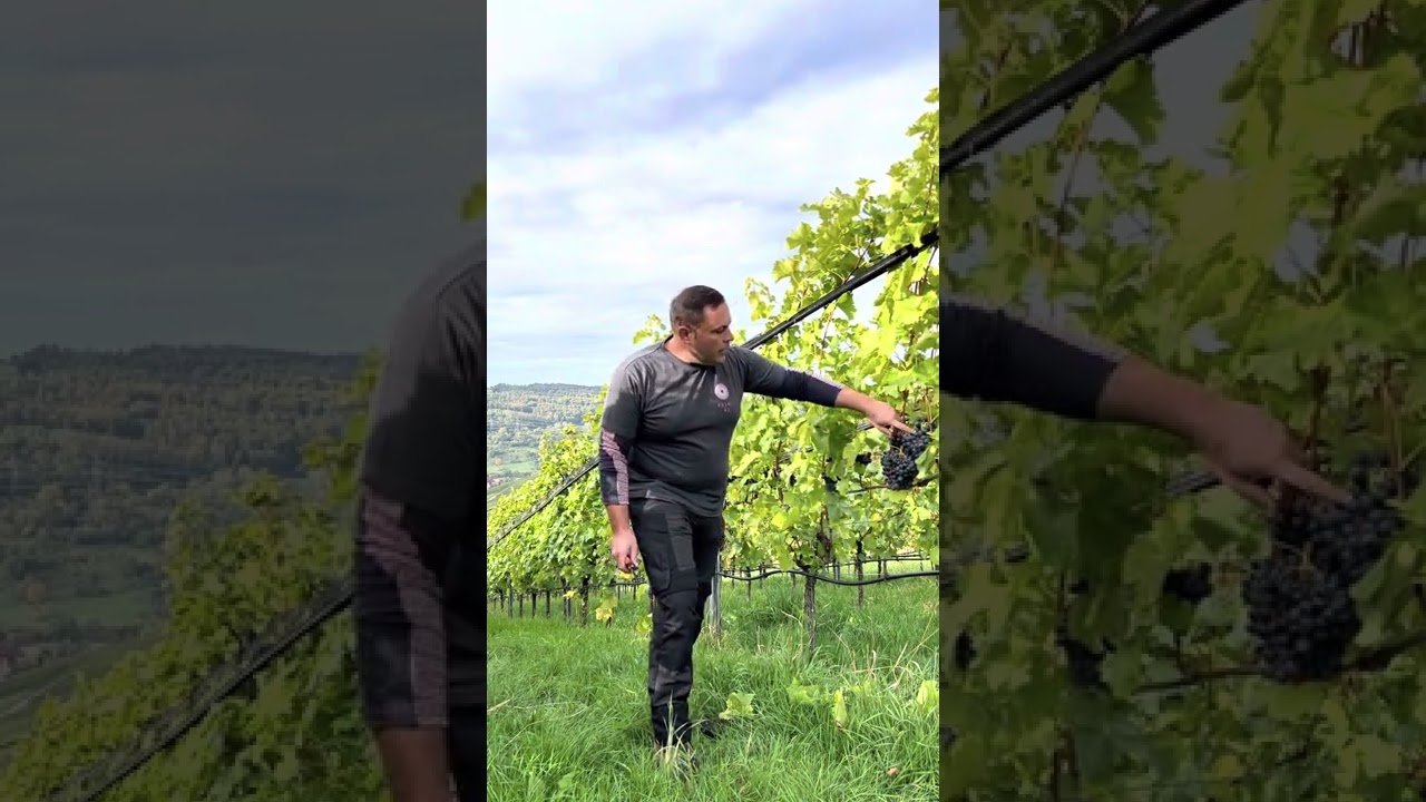 KURZ ERKL&Auml;RT - WEINLESE🍇