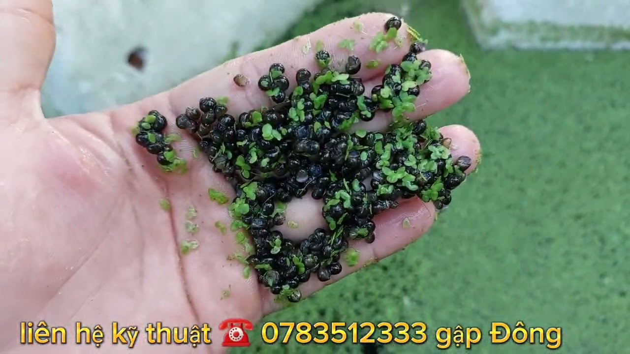 quy trình ươn giống chất lượng cho quý bà con
