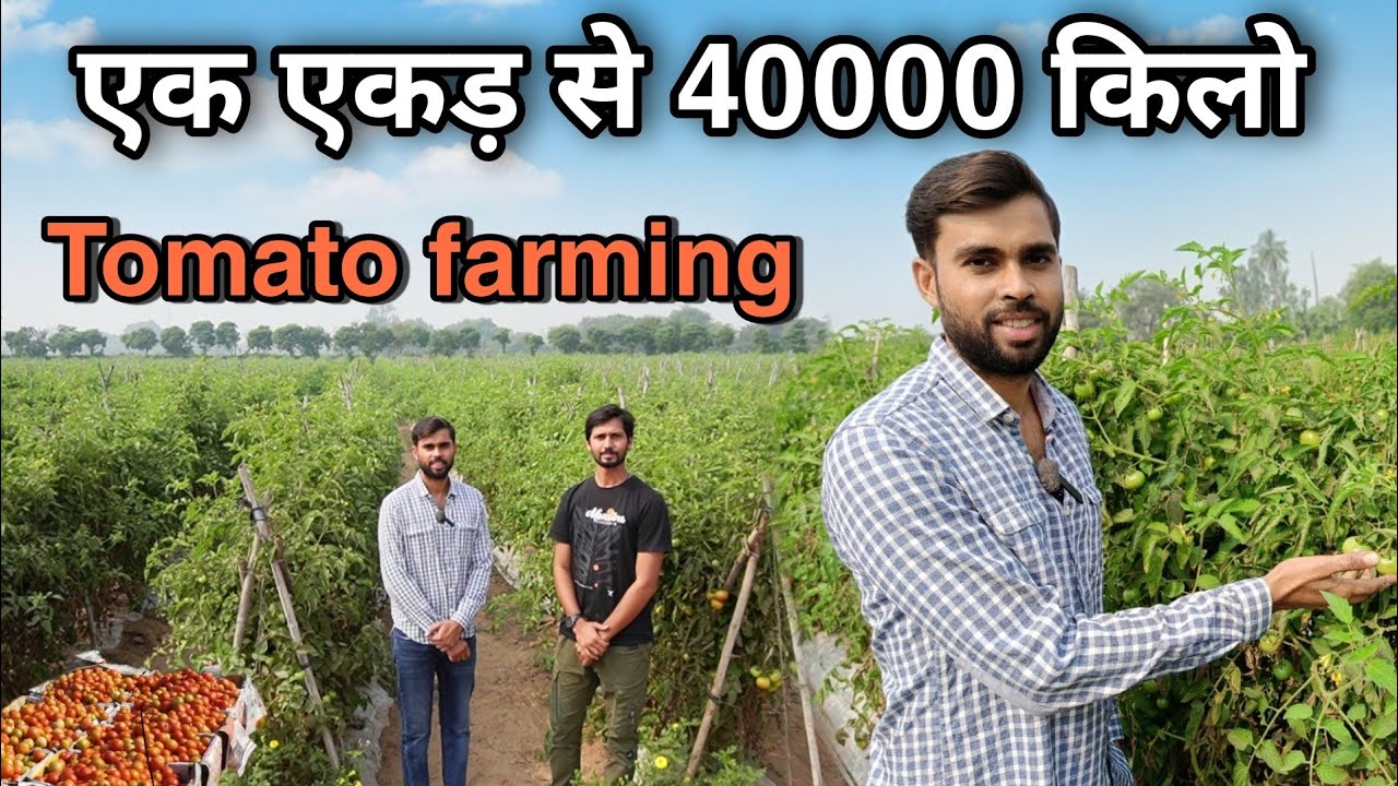टमाटर की खेती A to Z जानकारी । 40000 kg Selling to One Acre. Profitable business