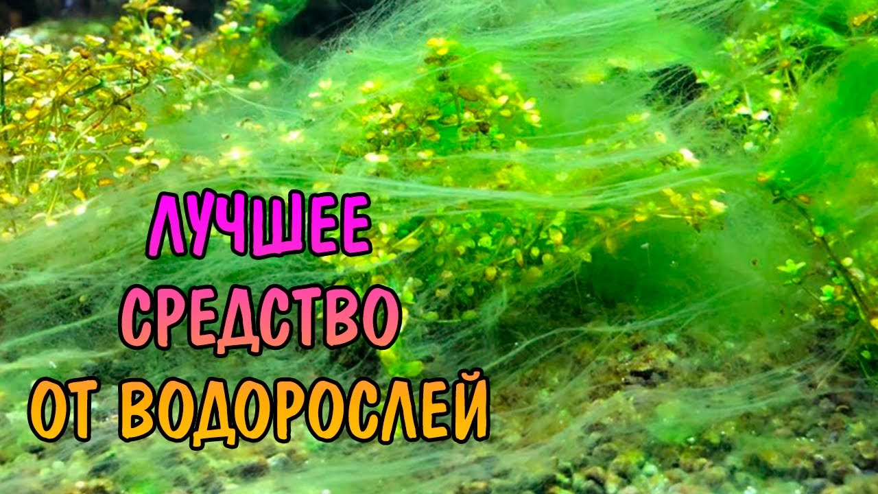 ЛУЧШЕЕ СРЕДСТВО ОТ ВОДОРОСЛЕЙ