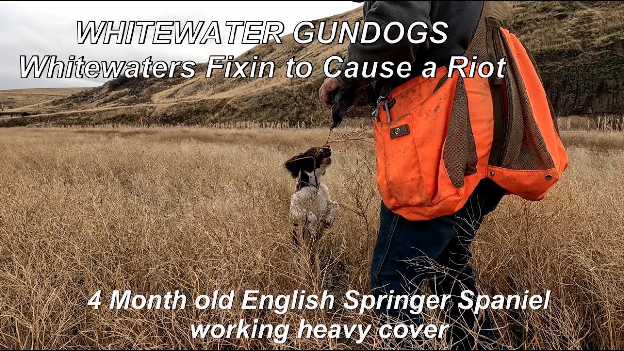 4 Month Old Field Bred English Springer Spaniel Hunting Heavy Cover