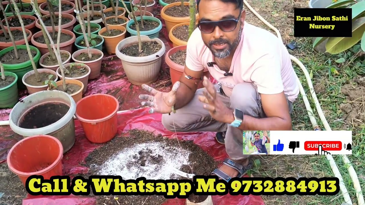 How to Grapes Plants Laganekeliy Mitti Kaise Tayar Karne he See how to prepare the soil for planting