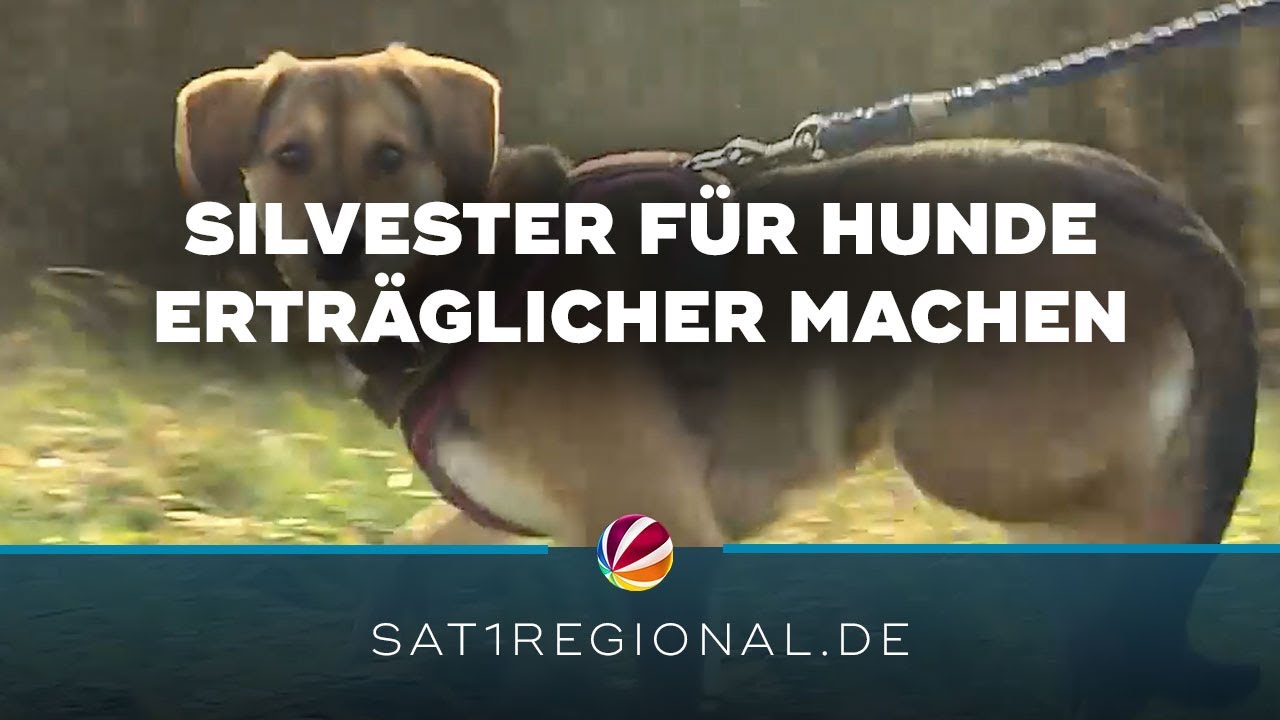 Silvester für Hunde erträglicher machen: Experte gibt Tipps