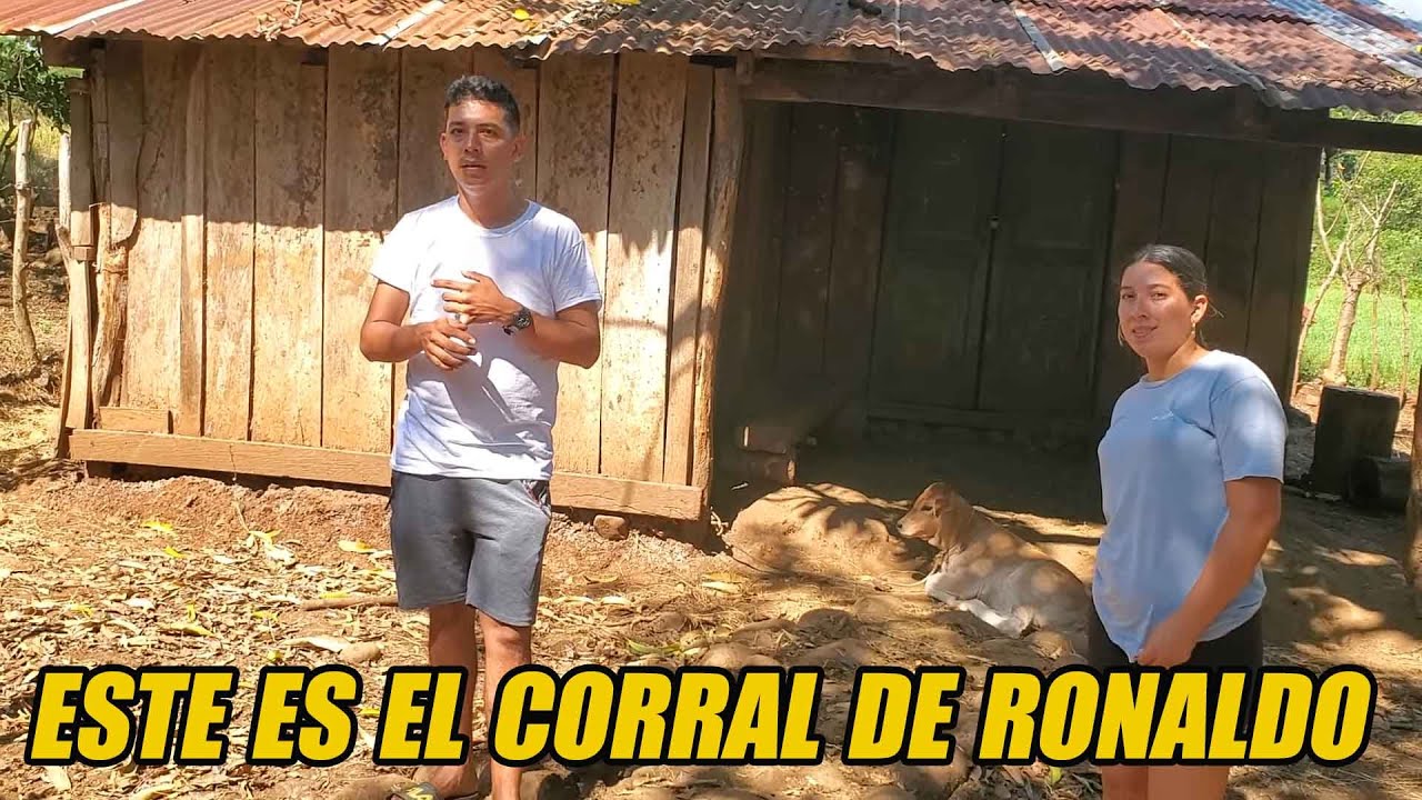 Nos fuimos a conocer el corral de vacas de Ronaldo.