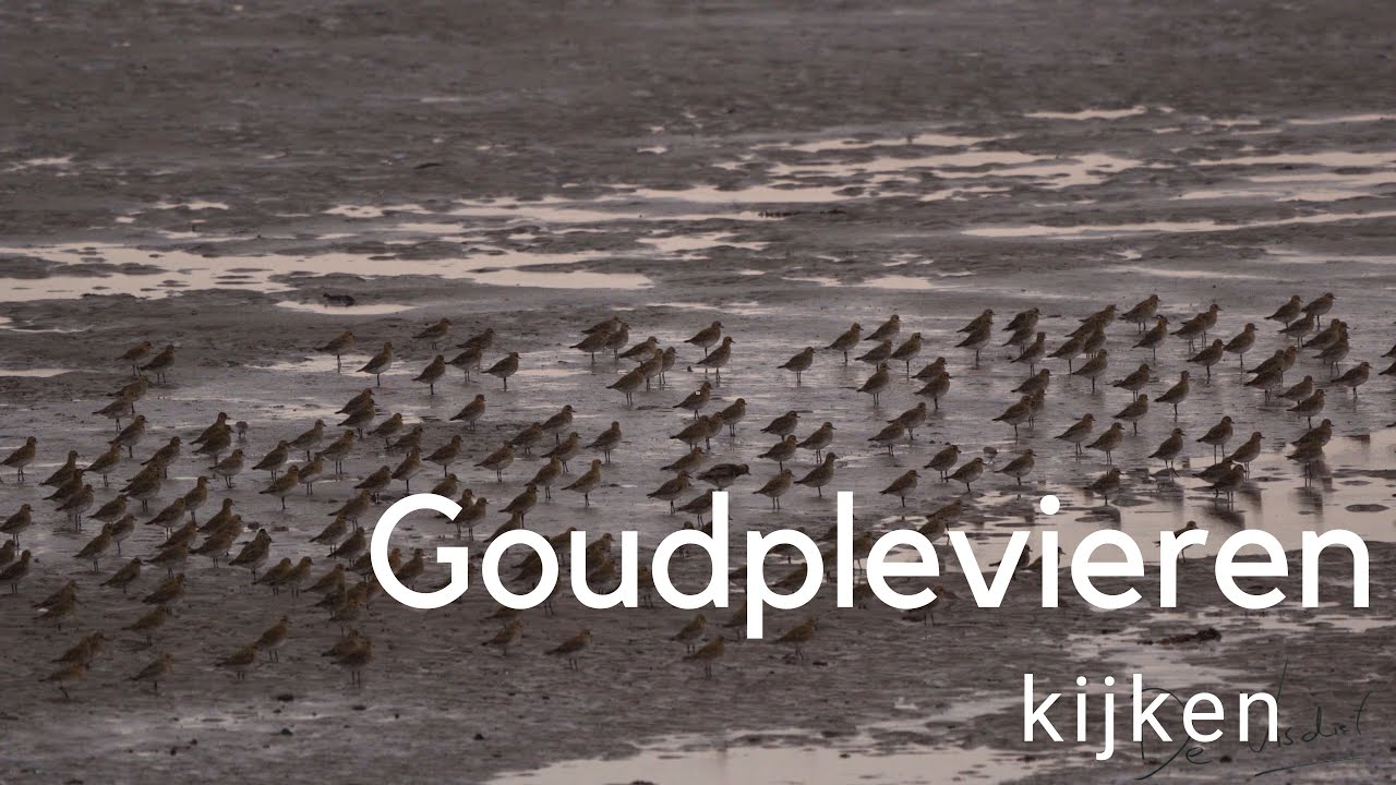 Goudplevieren kijken / Observing Golden Plovers #503