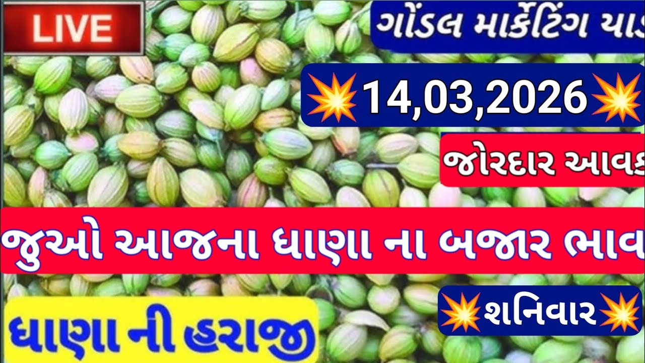 ગોંડલ નવા ધાણા ના બજાર ભાવ / ગોંડલ ધાણા ના બજાર ભાવ / આજના ધાણા ના ભાવ / 14,03,2026