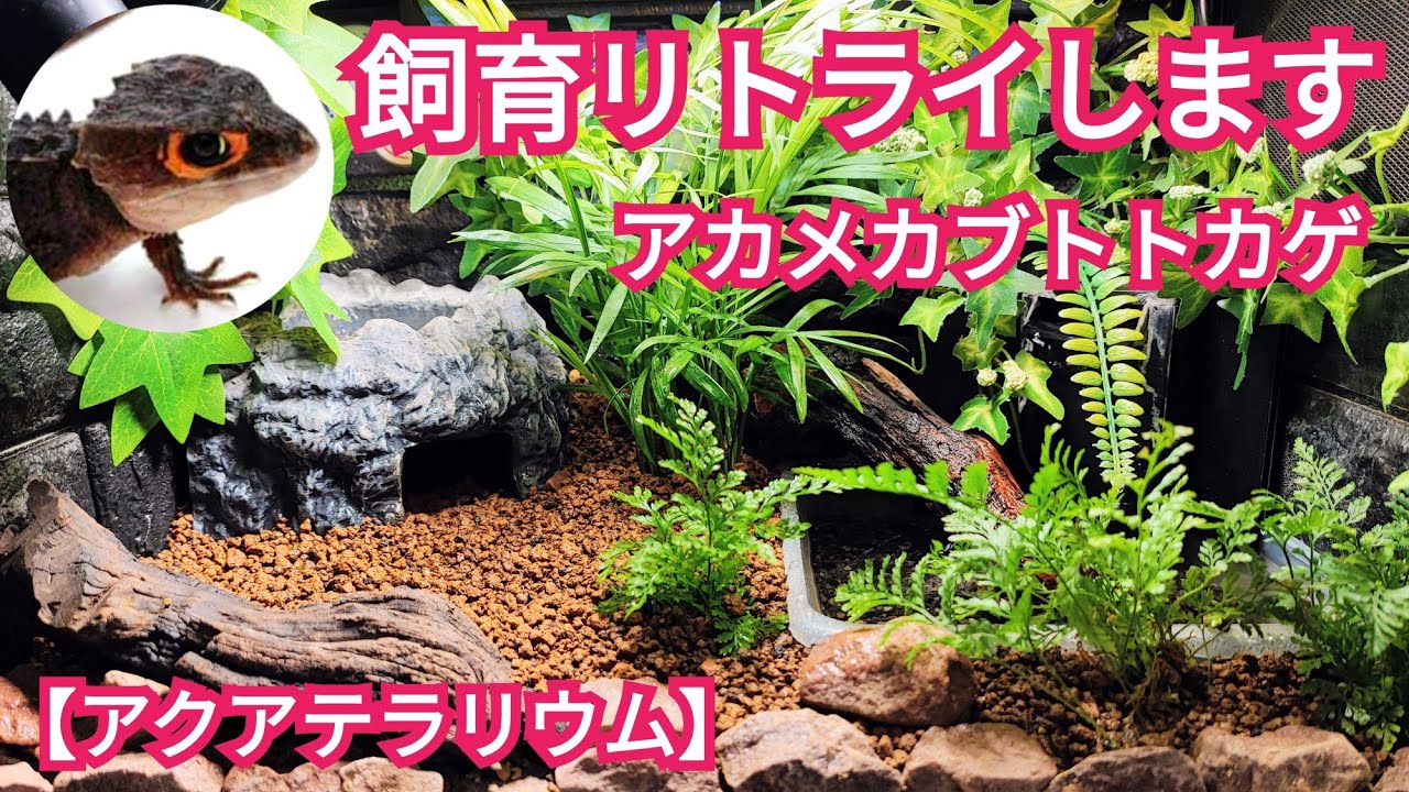 アカメカブトトカゲ飼育リトライします