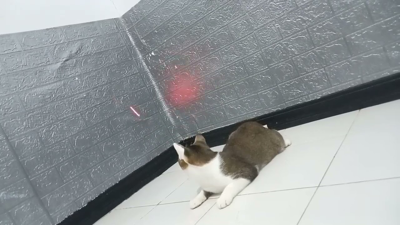 Millo the Male Calico Cat Loves Chasing the Laser!