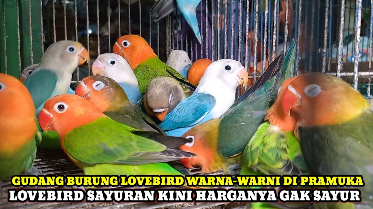 LOVEBIRD SAYURAN HARGA BUKAN SAYUR!!CEK HARGA BURUNG LOVEBIRD,PARKIT,FALK DIKIOS KASMIN