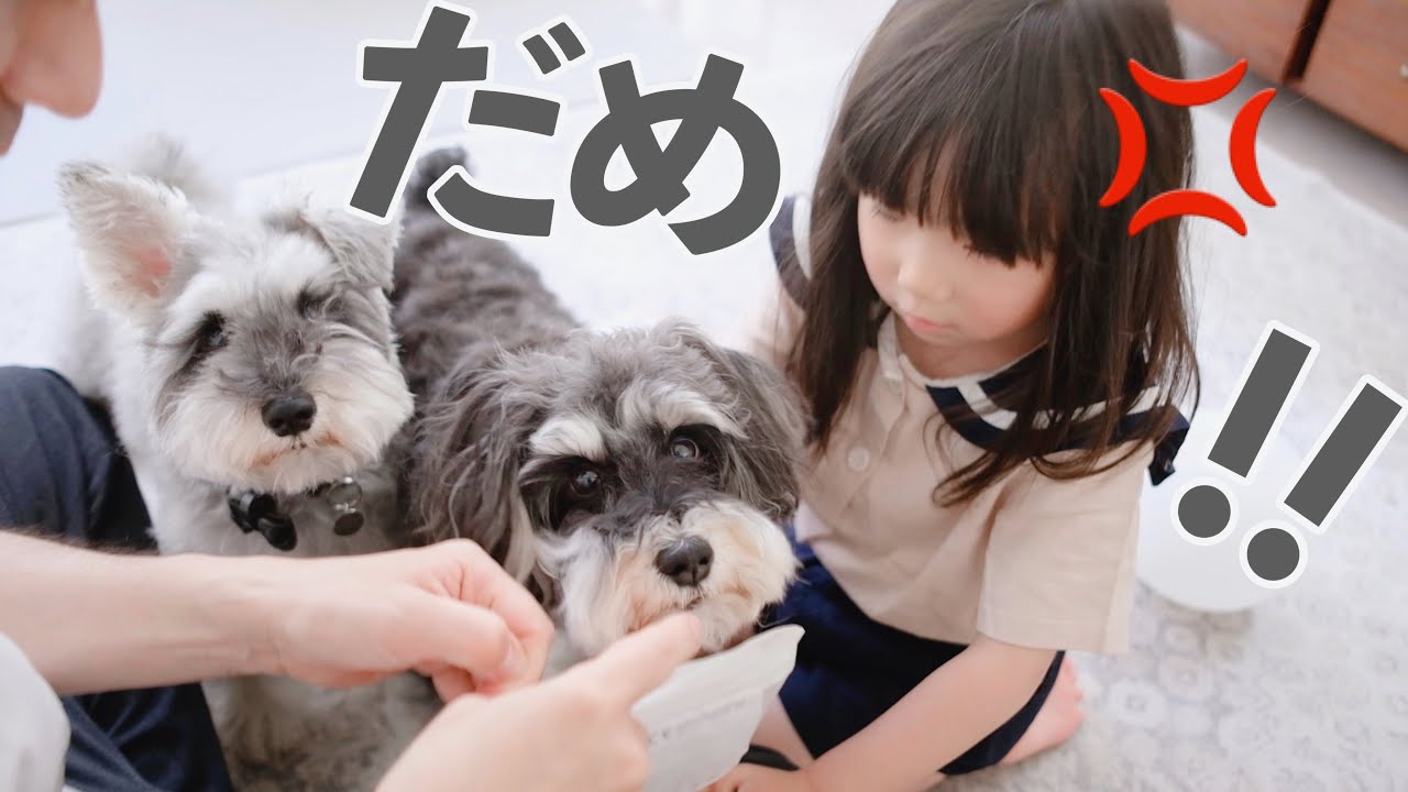 【犬と子供】3歳娘のつみ木を倒してしまい叱られる犬【シュナウザージジトト】