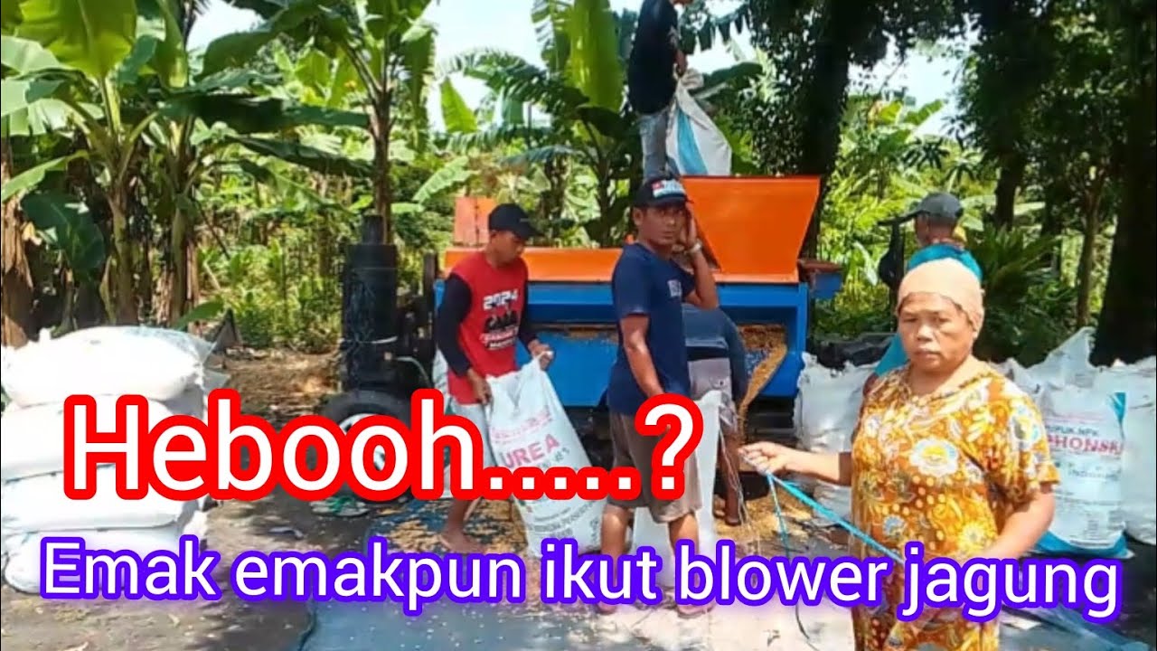 Emak emak juga ikut blower jagung #fypシ゚viral #viralvideo #blowerjagung 