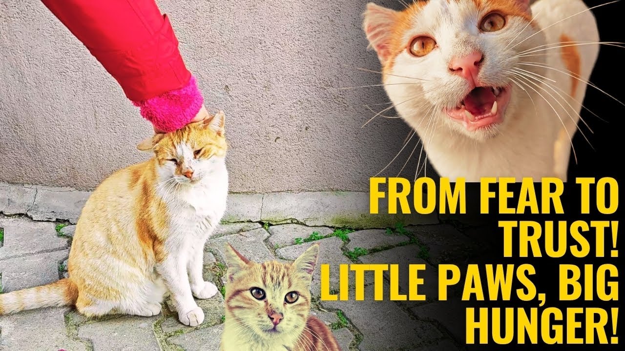 Желтый кот, который наконец нам доверился | Душевная история уличного кота