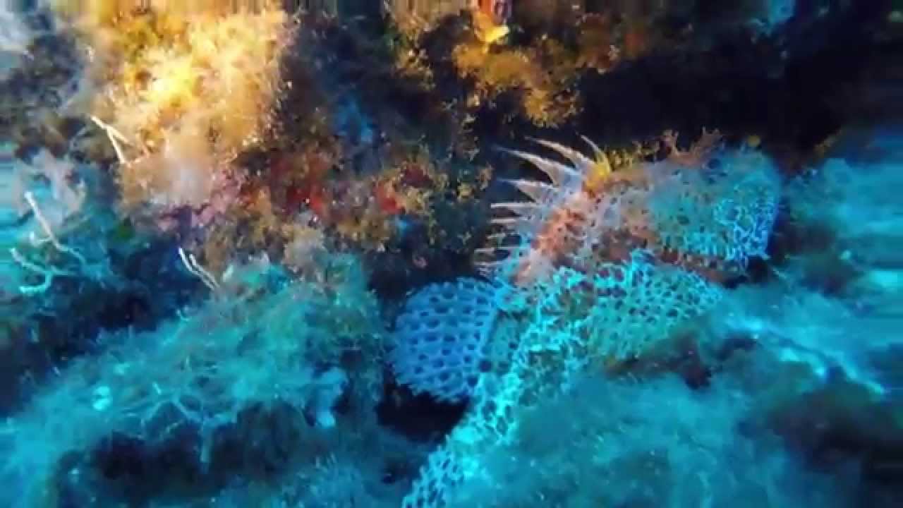 Immersioni Ustica - Sub da Strapazzo!!!