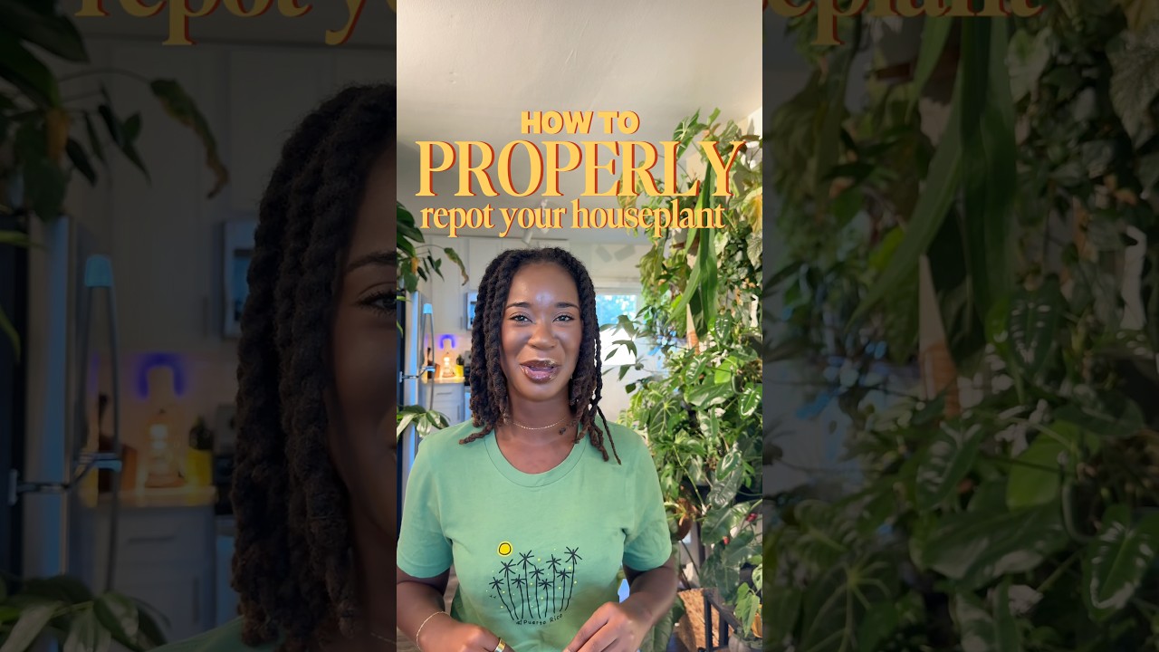 How to PROPERLY repot your houseplants! 🪴🪏👩🏾&zwj;🌾 #plantmom #plants #repotting