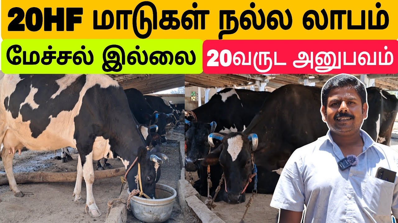 மாடு வளர்ப்பில் தினமும் 4 ஆயிரம் வருமானம் #மாடுவளர்ப்பு #cowfarm #hfcowfarmig #hfcow #மாட்டுதீவனம் 