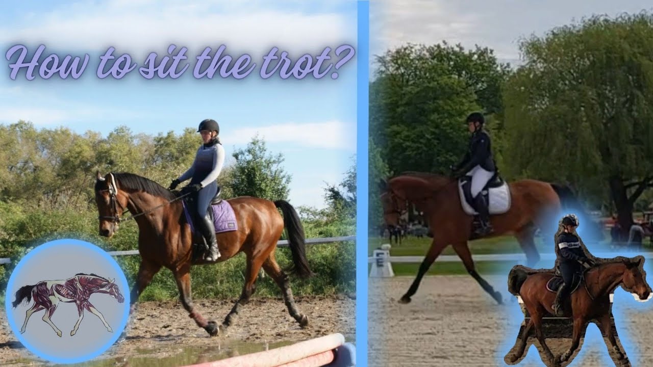 SITTING TROT -  how to sit a trot?