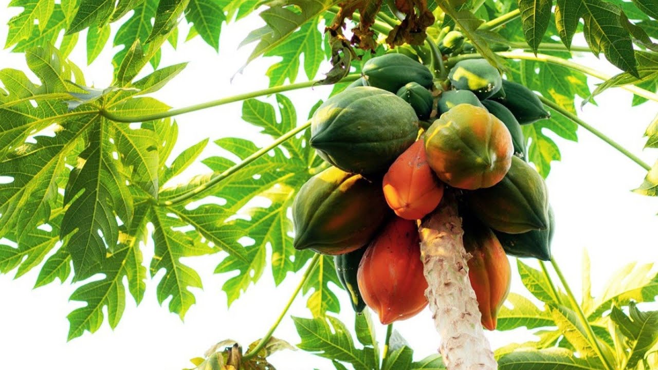 PAPAYA TREE  4K ULTRA HD
