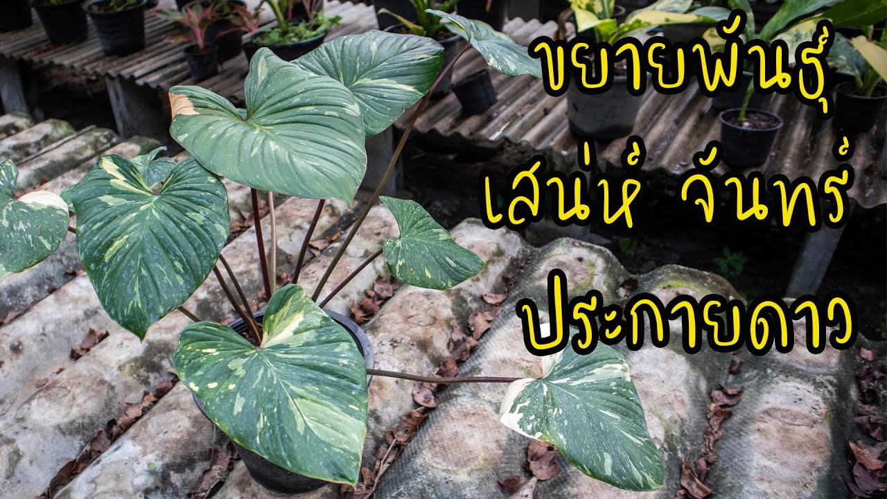 การขยายพันธุ์ เสน่ห์ จันทร์ประกายดาว ไม้มงคล สวนลุงช้อย