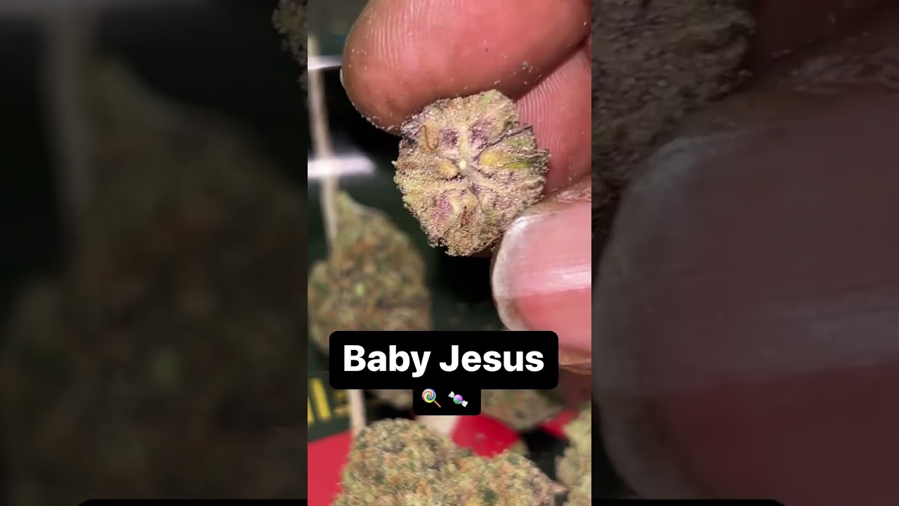 Strain Review: Baby Jesus